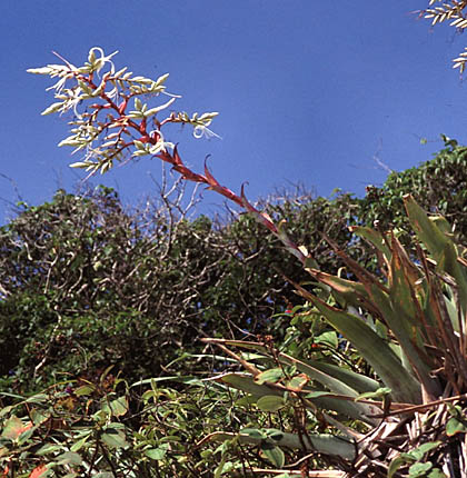 Alcantarea glaziouana