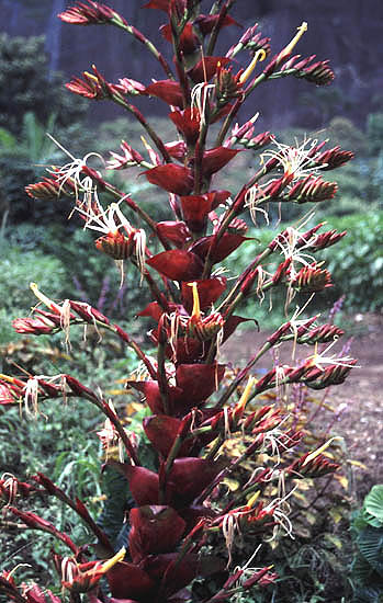 Alcantarea imperialis