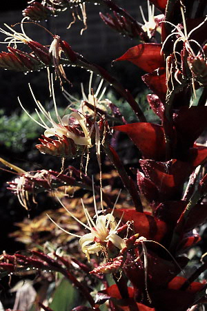 Alcantarea imperialis