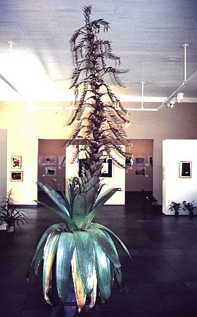 Alcantarea imperialis