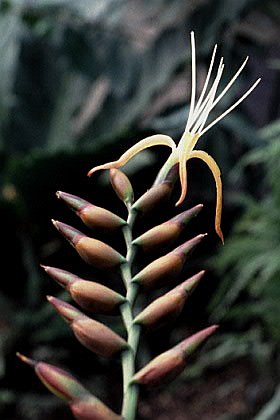 Alcantarea extensa