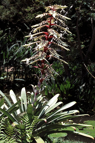Alcantarea glaziouana
