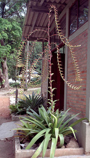 Alcantarea sp.