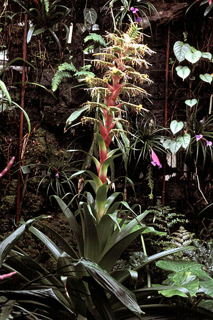 Alcantarea geniculata