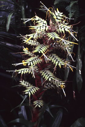 Alcantarea geniculata