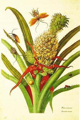 Painting by Maria Sybilla Merian