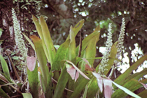 Androlepis skinneri