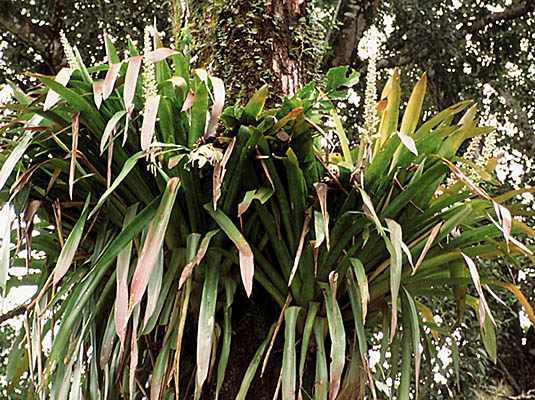 Androlepis skinneri