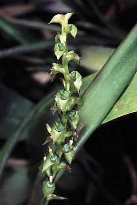 Araeococcus pectinatus