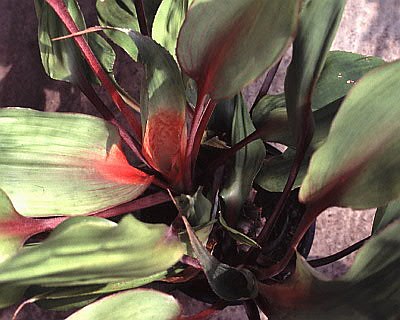 Bromelia scarlatina