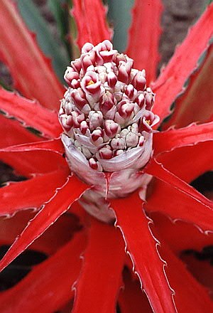 Bromelia sylvicola