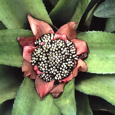 Edmundoa lindenii rosea