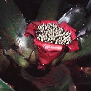 Edmundoa lindenii rosea