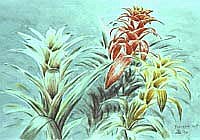 Guzmania cv.'s