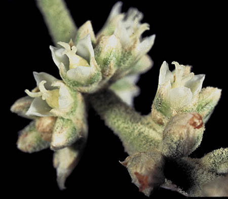 Hechtia sp.4