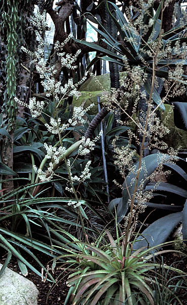Hechtia sp.1