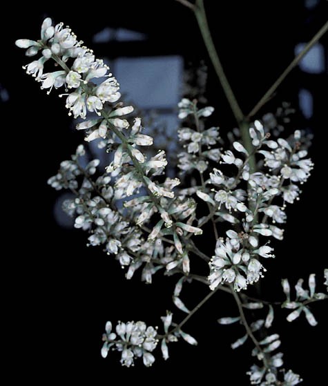 Hechtia sp.1