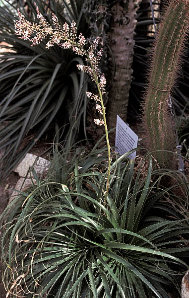 Hechtia epigyna