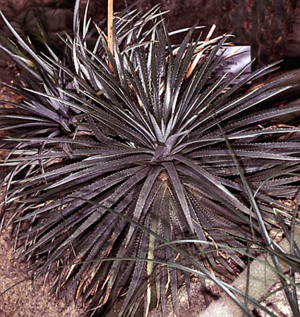 Hechtia sp.2