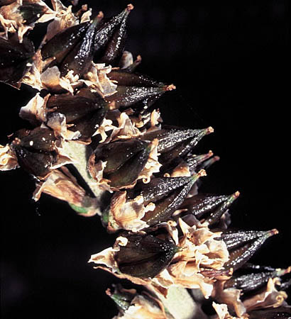 Hechtia sp.2