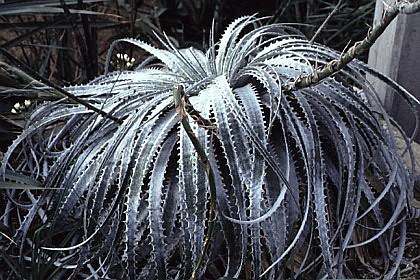 Hechtia argentea