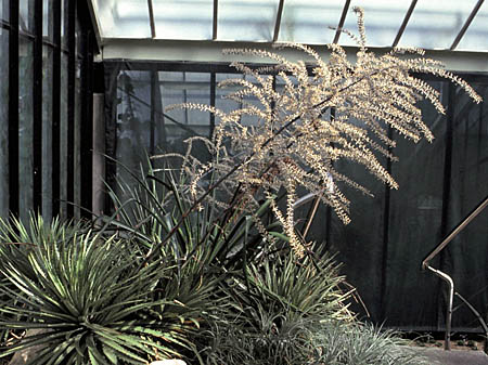 Hechtia sp.3