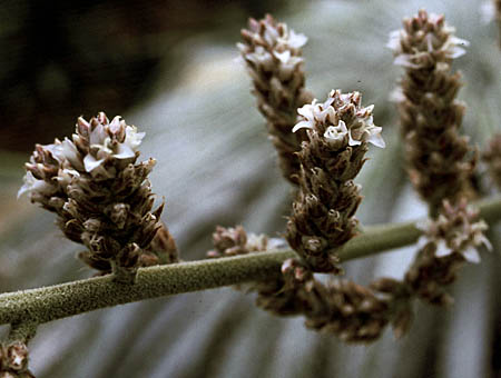 Hechtia argentea
