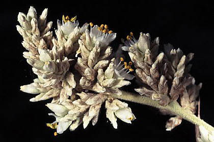 Hechtia texensis