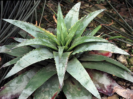 Hechtia latissima