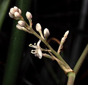 Hechtia epigyna