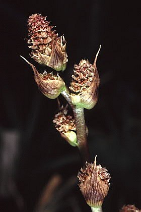 Hechtia marnier-lapostollei