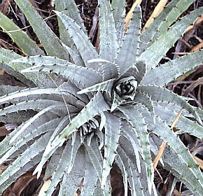 Hechtia podantha