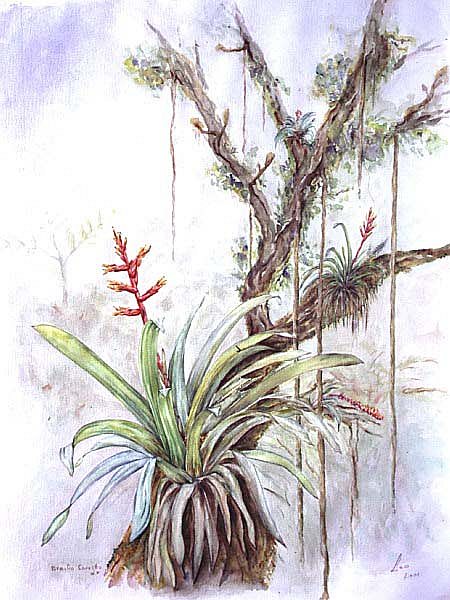 Guzmania scherzeriana