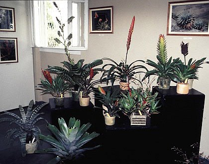 Exhibition Brazilian Bromeliad Society