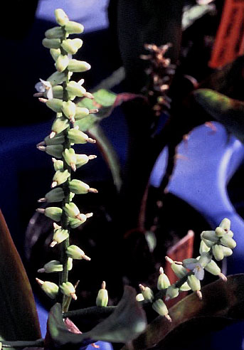 Lymania smithii
