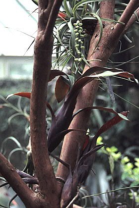 Lymania smithii