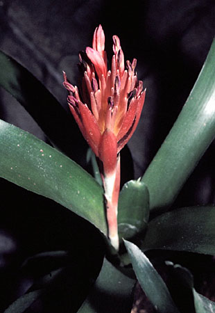 Quesnelia humilis