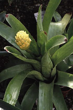 Quesnelia edmundoi