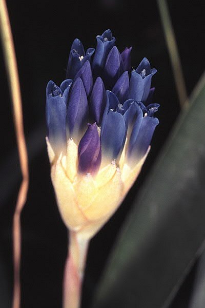 Quesnelia seideliana