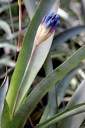 Quesnelia seideliana