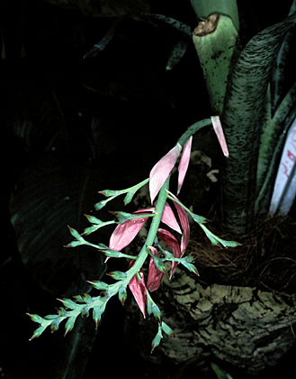 Quesnelia marmorata