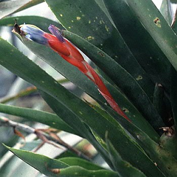 Quesnelia lateralis