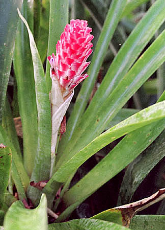 Quesnelia quesneliana