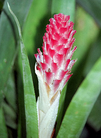 Quesnelia quesneliana
