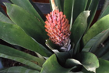 Quesnelia quesneliana