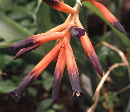 Quesnelia liboniana