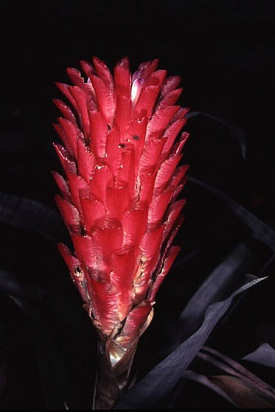 Quesnelia arvensis