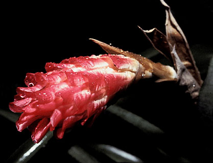 Quesnelia arvensis