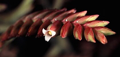 Racinaea multiflora