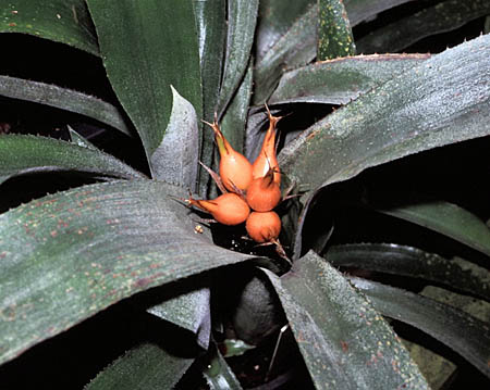 Ronnbergia petersii